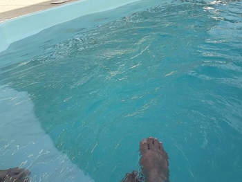 Amy Jefferson-Santee