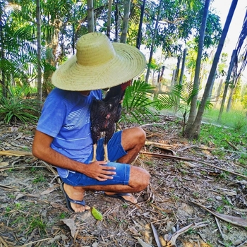 Agenor Tupinambá