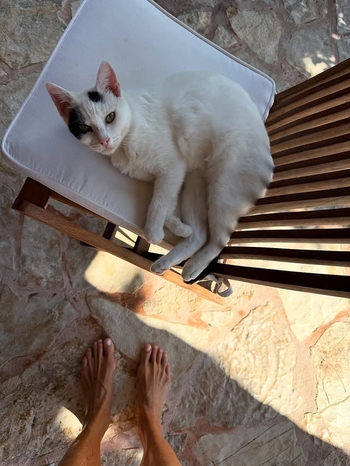 Therese Alshammar