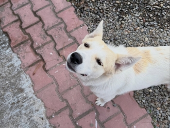 Navchetan Benipal Shukerchakya