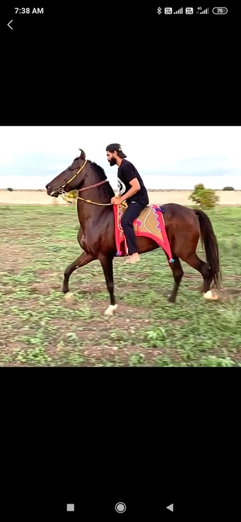 Ravindra Jadeja