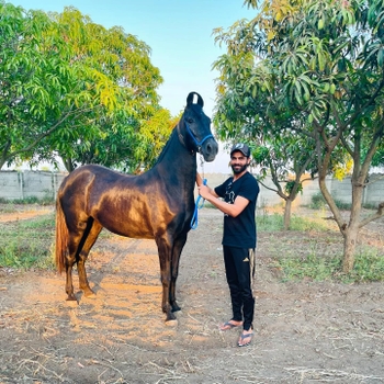 Ravindra Jadeja