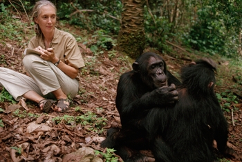 Jane Goodall