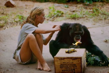 Jane Goodall