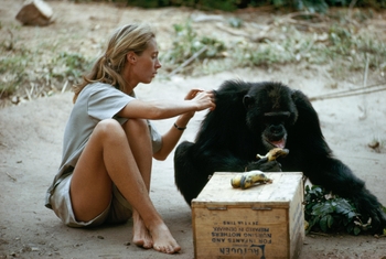 Jane Goodall