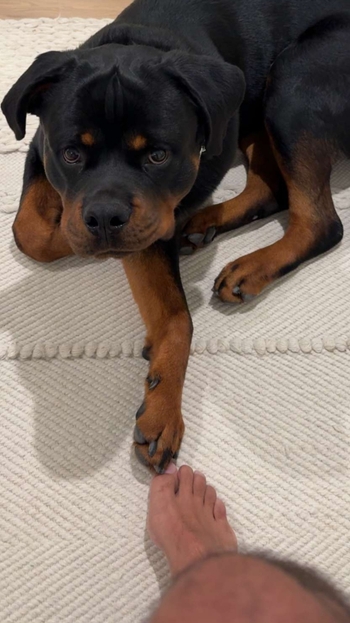 Michael Evans Behling