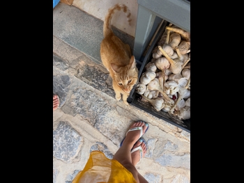  alt="Mara Lafontan"