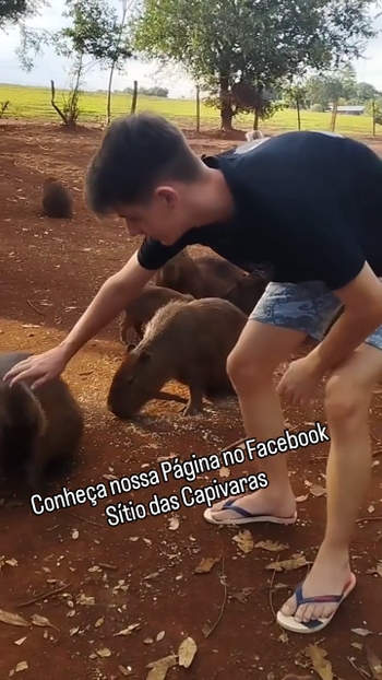 Gugu Gaiteiro