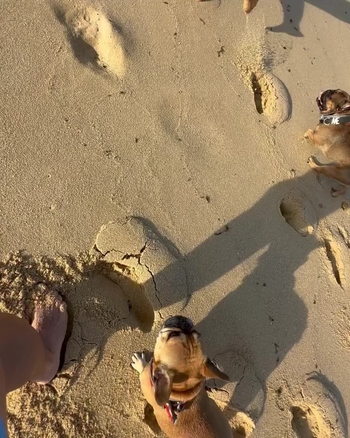 Juan Pablo De Vigili