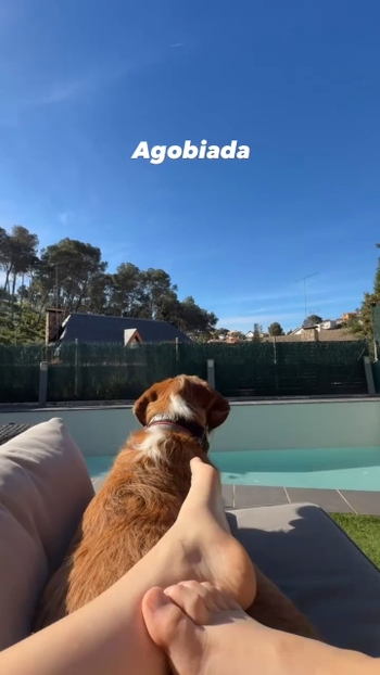 Ari Geli