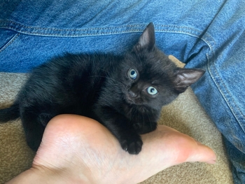 Pixxie