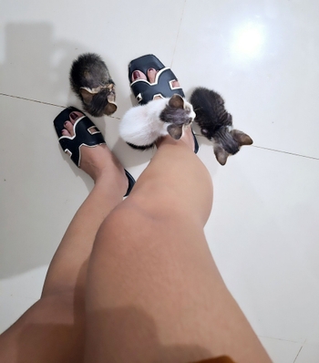 Patani Daño