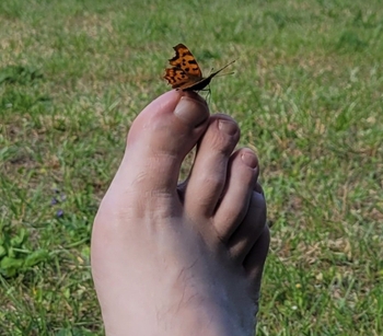 Jeremy Limb