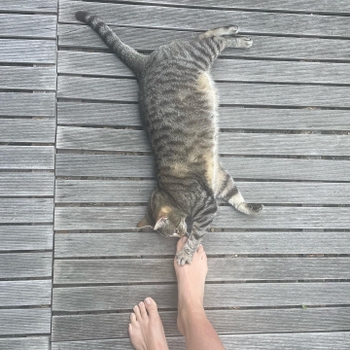 Lily Catalifo
