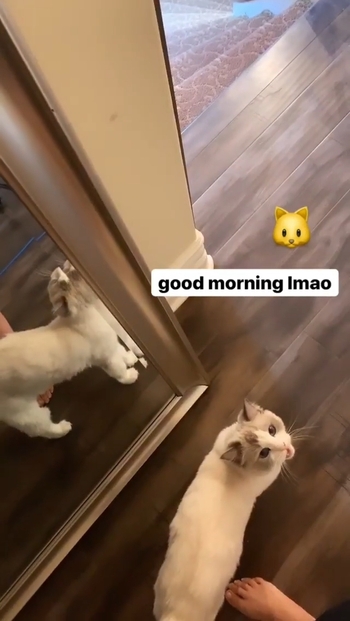 Imane 'Pokimane' Anys