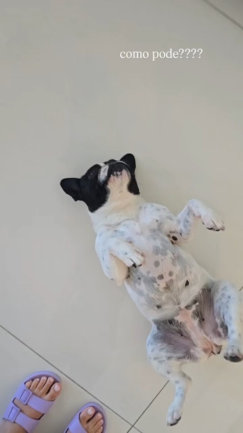 Maisa