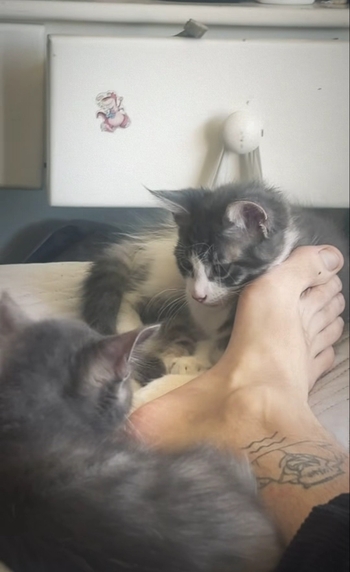 Francisco Dañobeitía