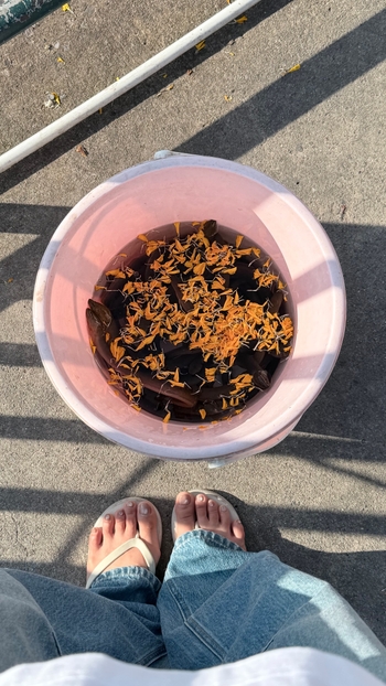 Bua Nalinthip Sakulongumpai