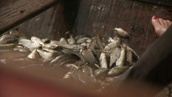 Alexandra Alévêque